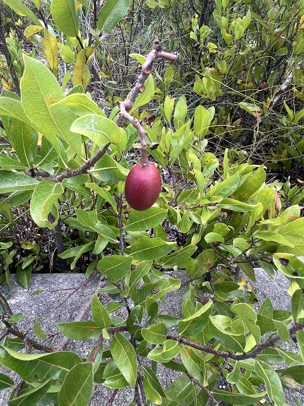 Gopher apple growing in the Hypoluxo Scrub Natural Area in Palm Beach County