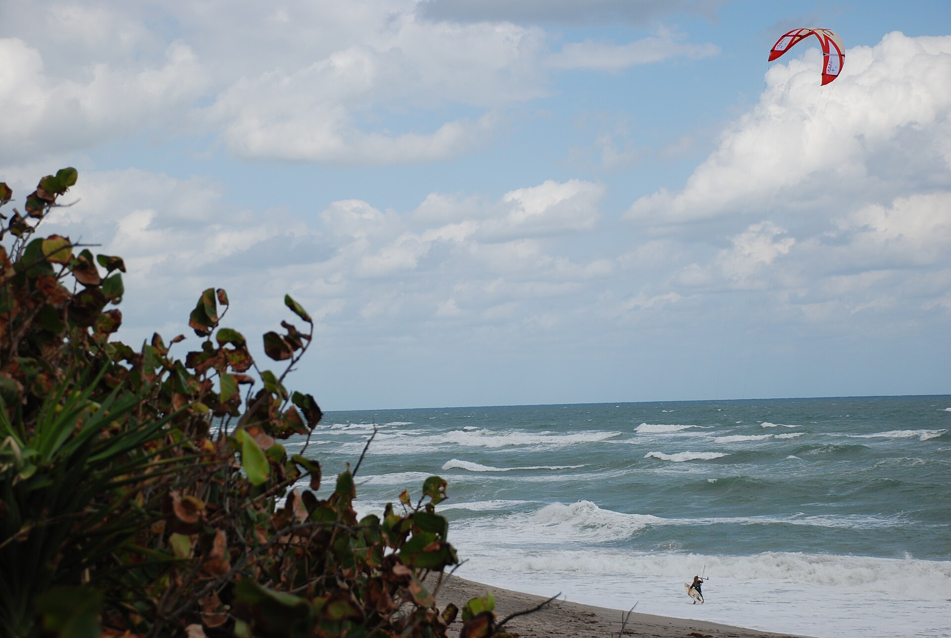 Palm-lined coastal landscape in Tequesta, Florida