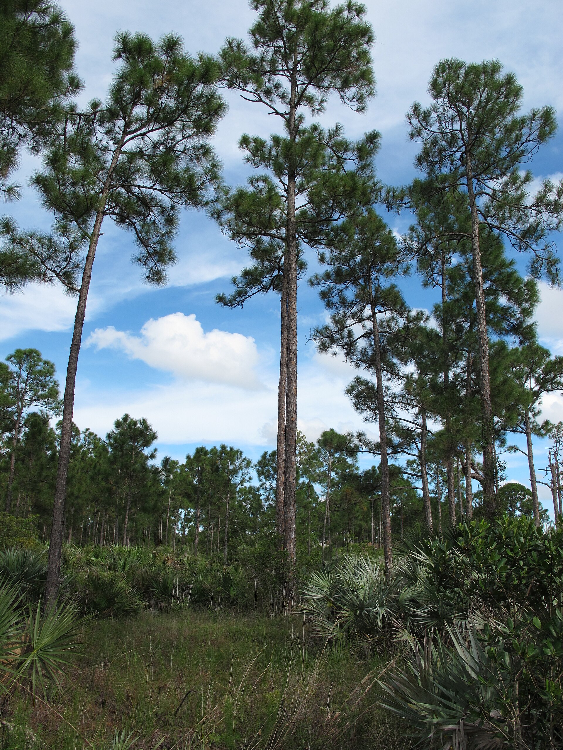 Pine flatwoods landscape in the Royal Palm Beach Pines Natural Area, Florida